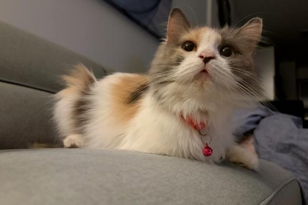 Pepper
