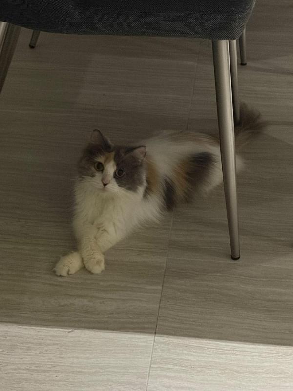 Pepper