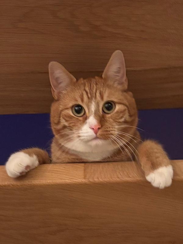 Ollie