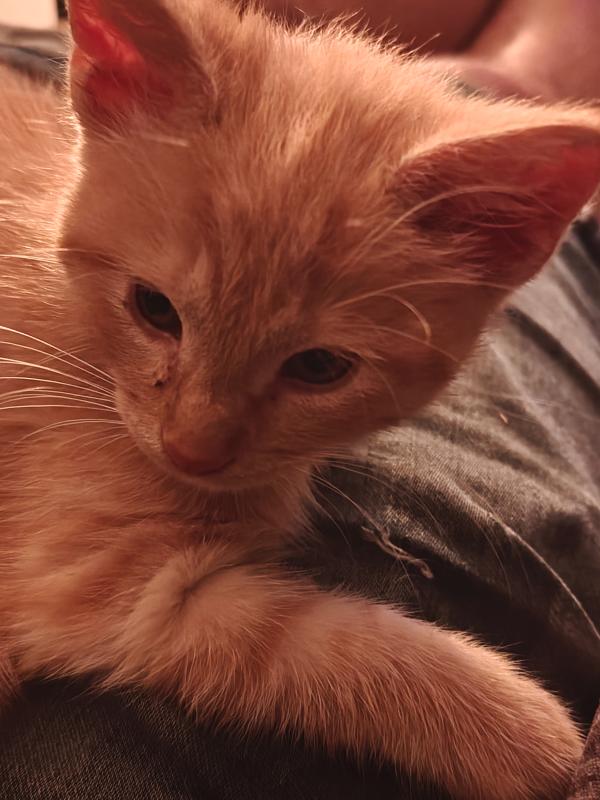 Mojo