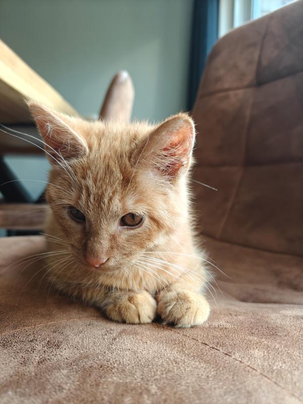 Mojo
