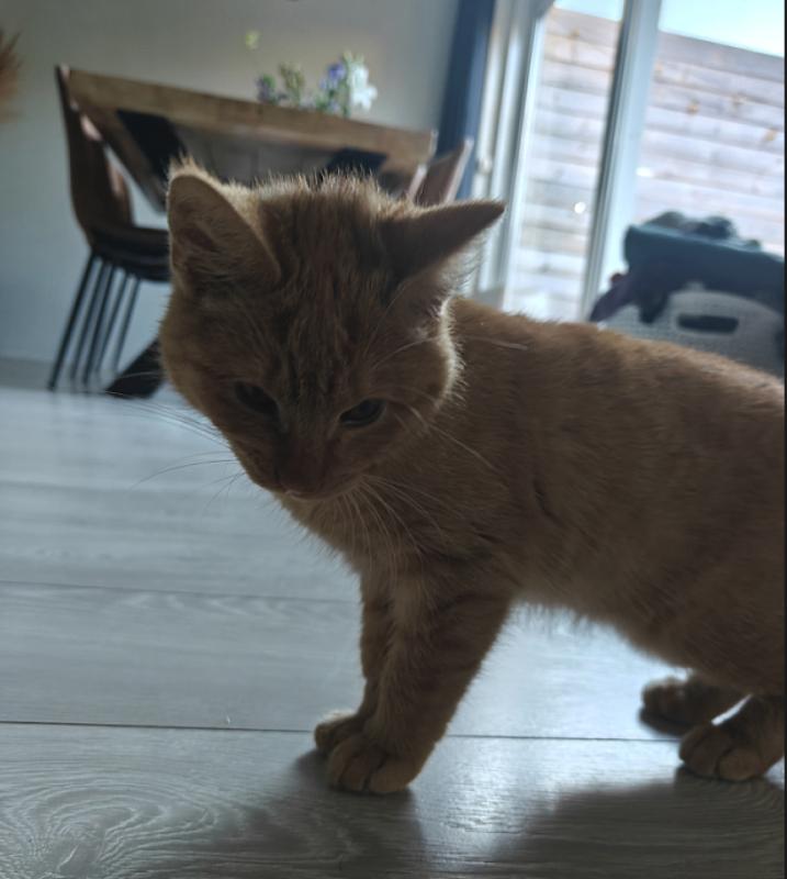 Mojo