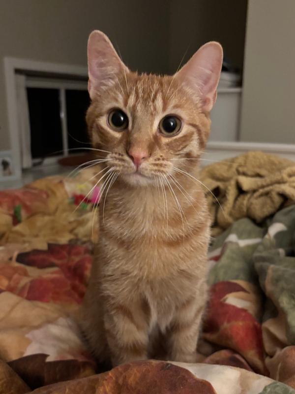 Indy