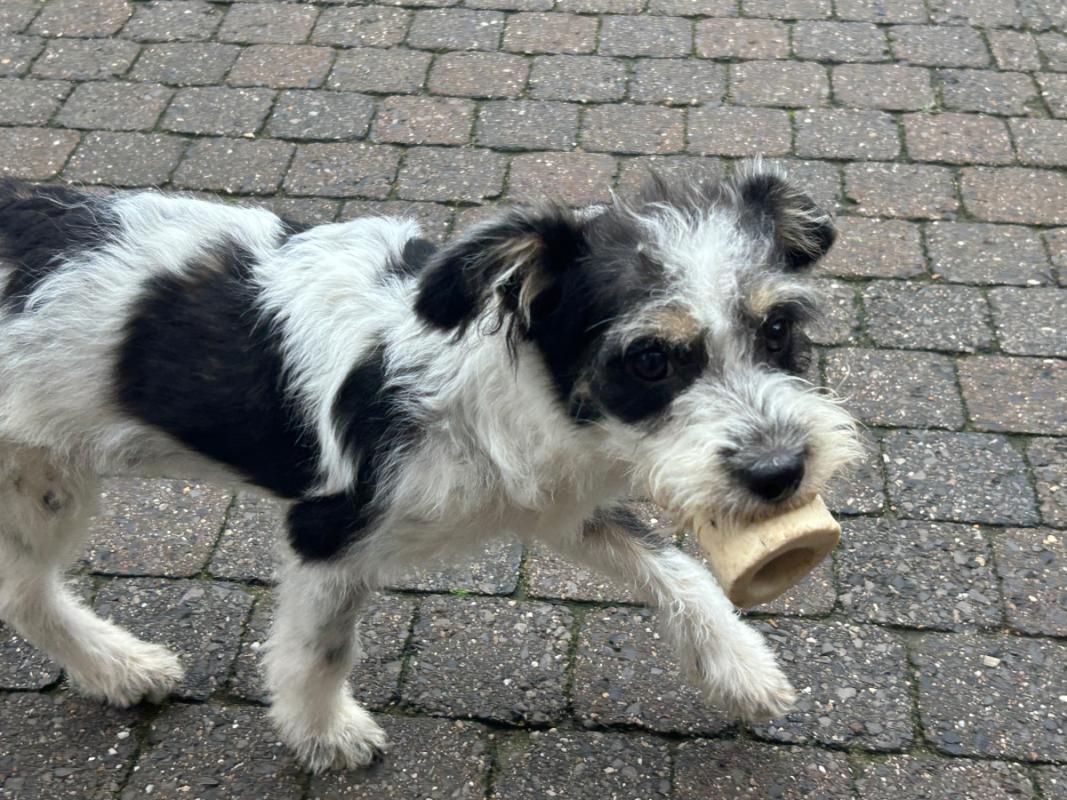 Lieke