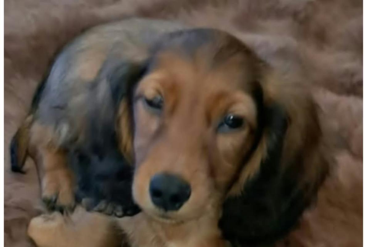 Dex