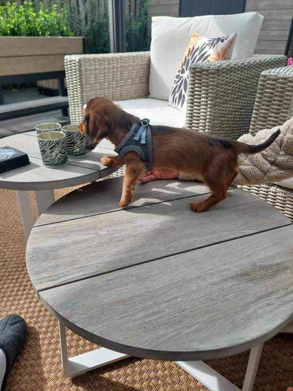 Dex