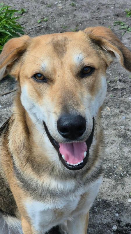 Bodhi