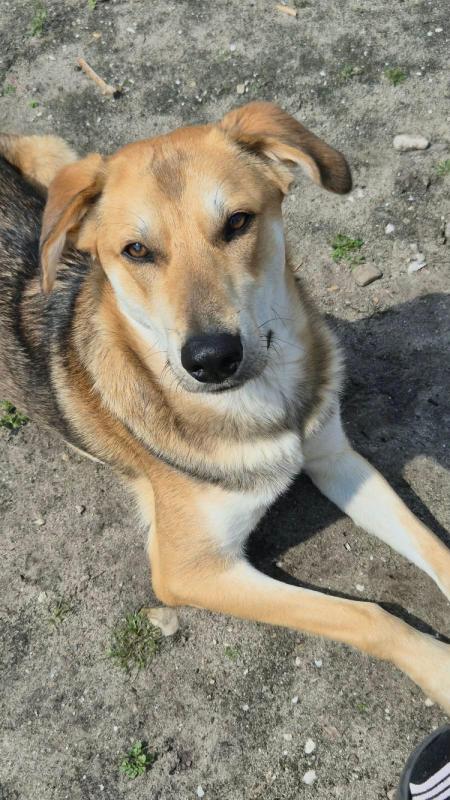 Bodhi