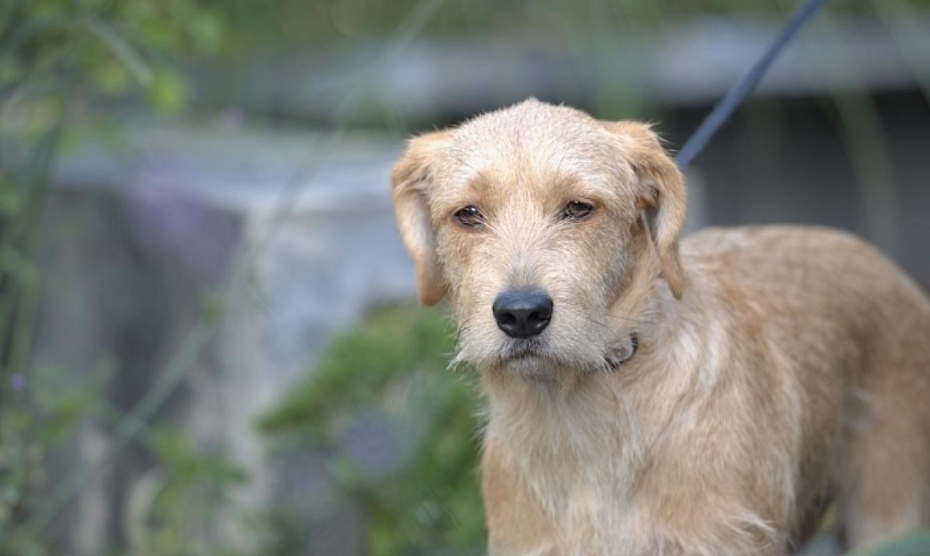 Heidi
