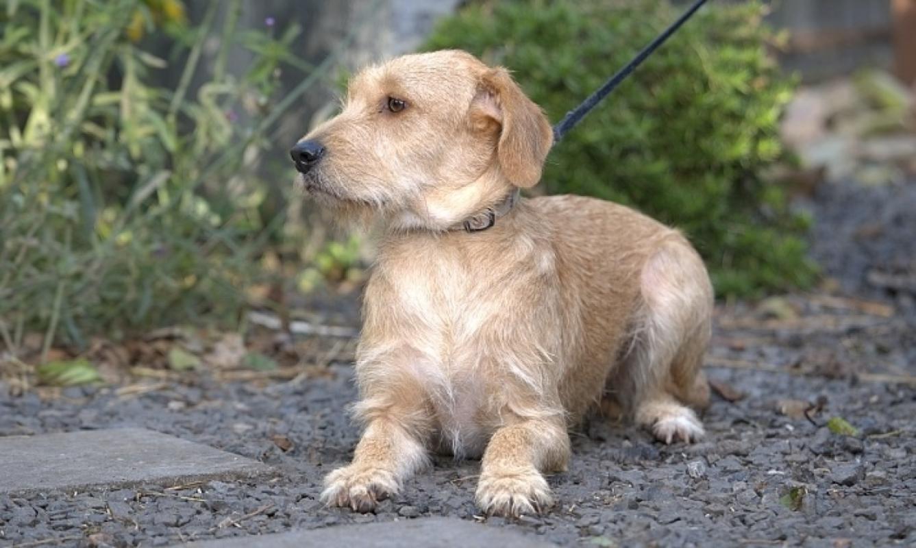 Heidi
