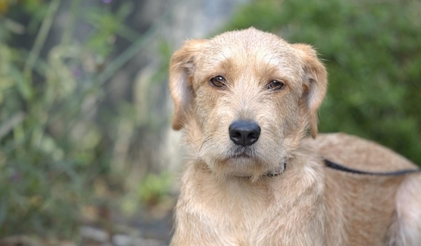 Heidi