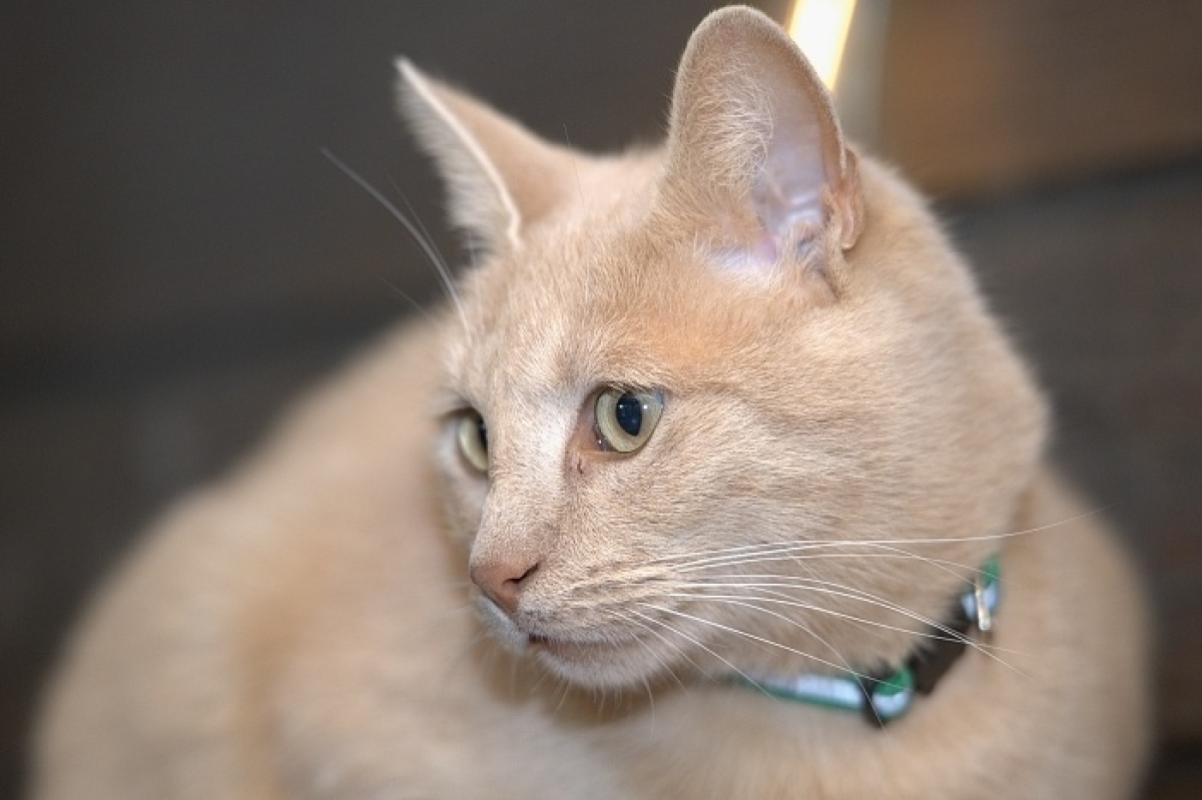 Sunny
