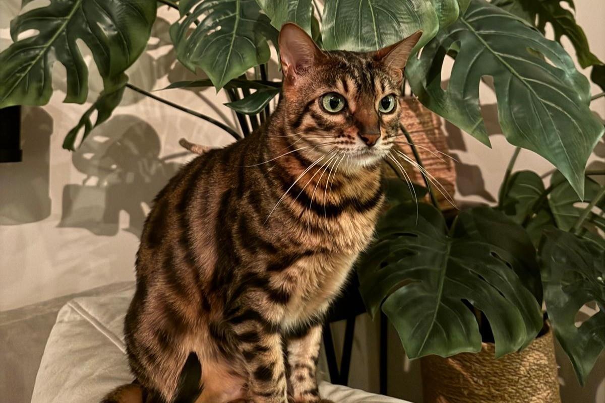 Kiko