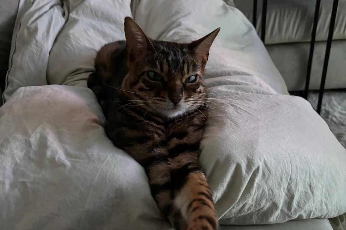 Kiko