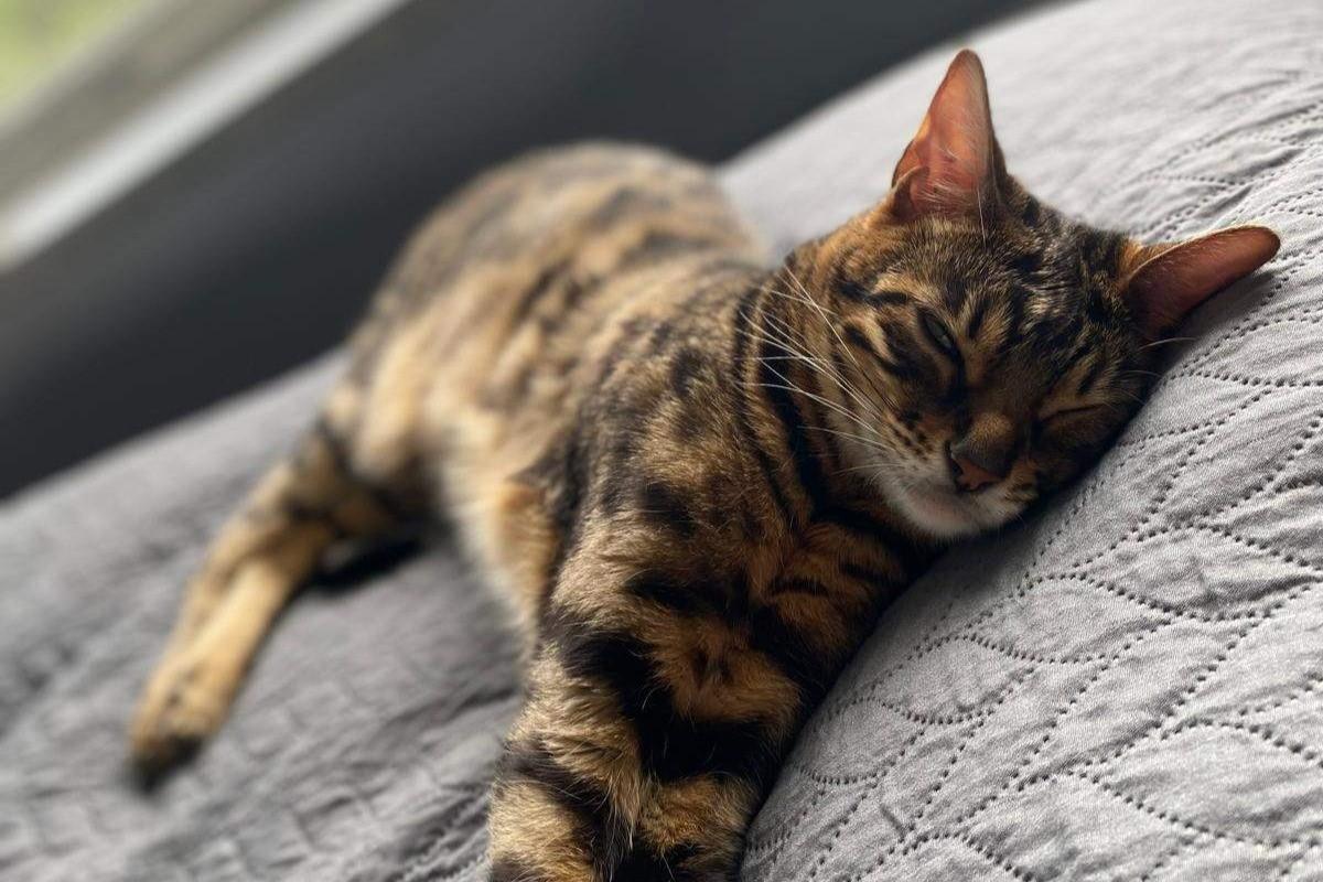 Kiko