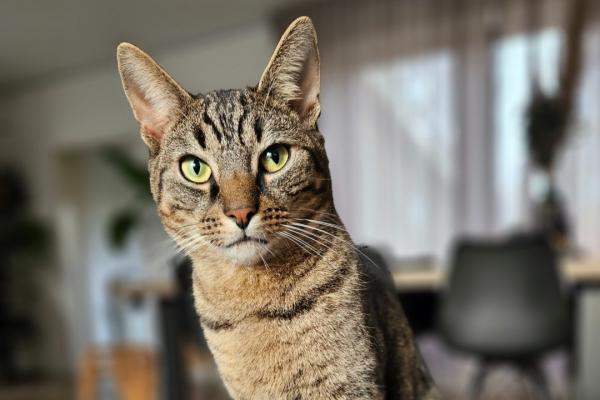 Olav