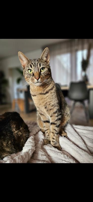 Olav
