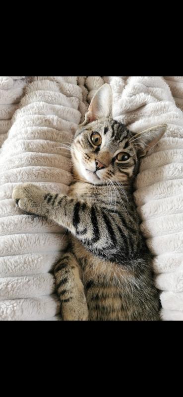 Olav