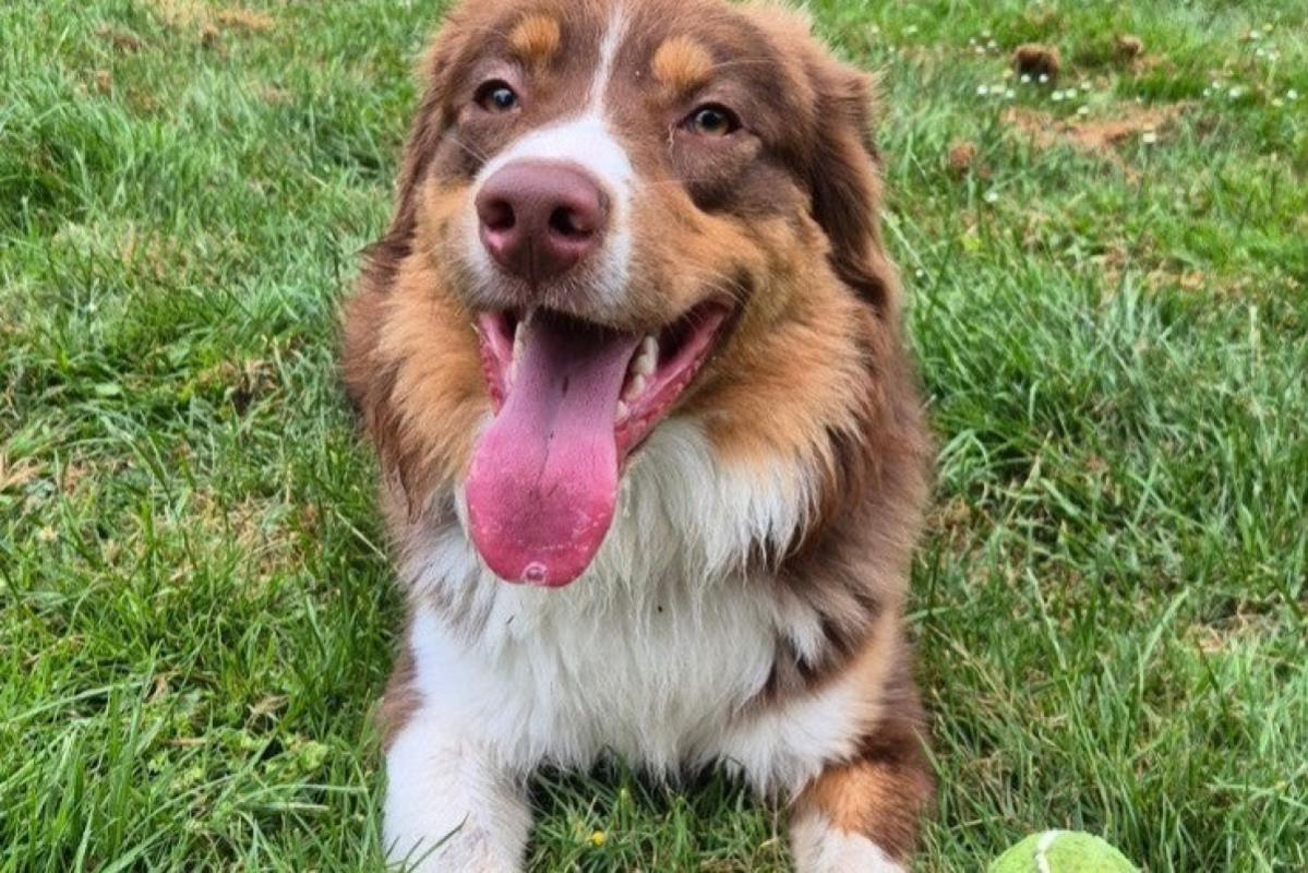 Hugo