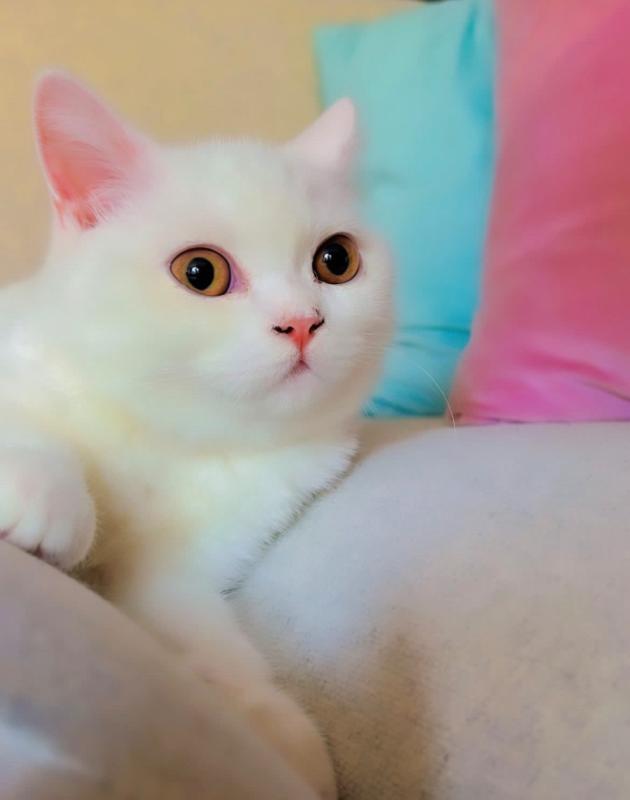 Maya