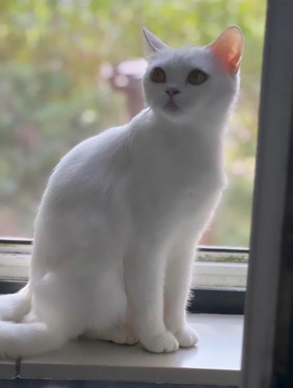 Maya