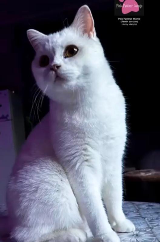 Maya