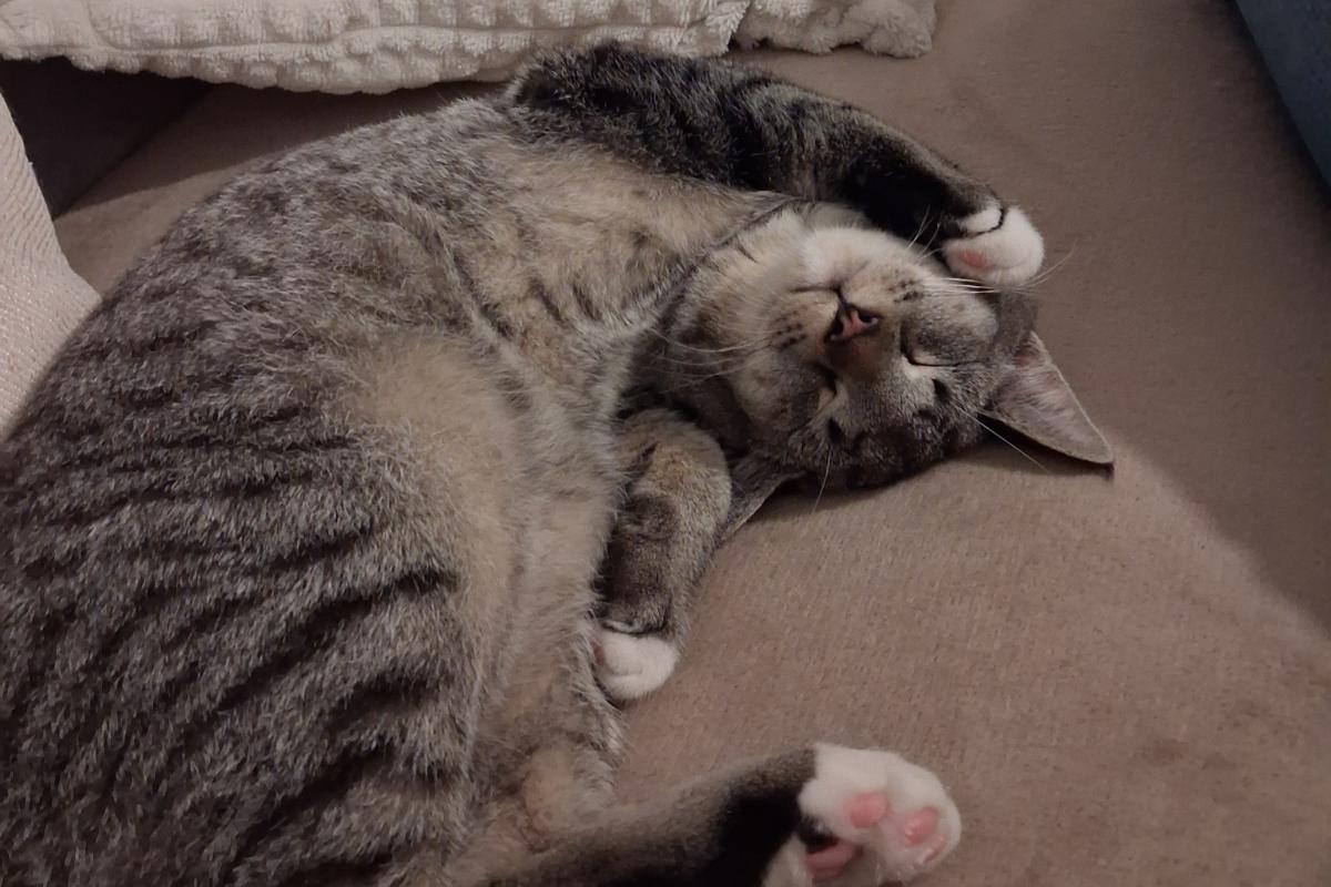 Cosmo