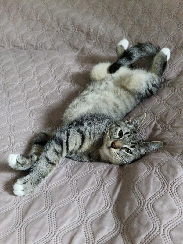 Cosmo