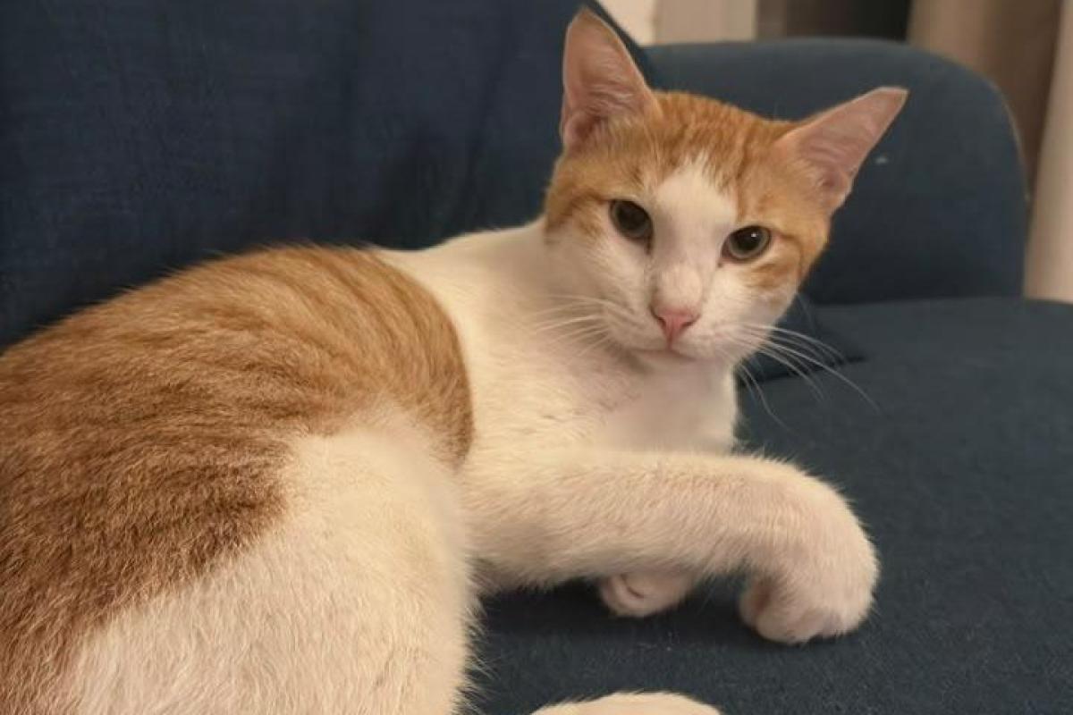 Caramel
