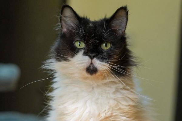 Paloma