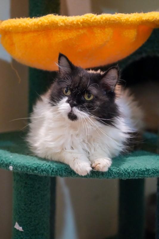 Paloma