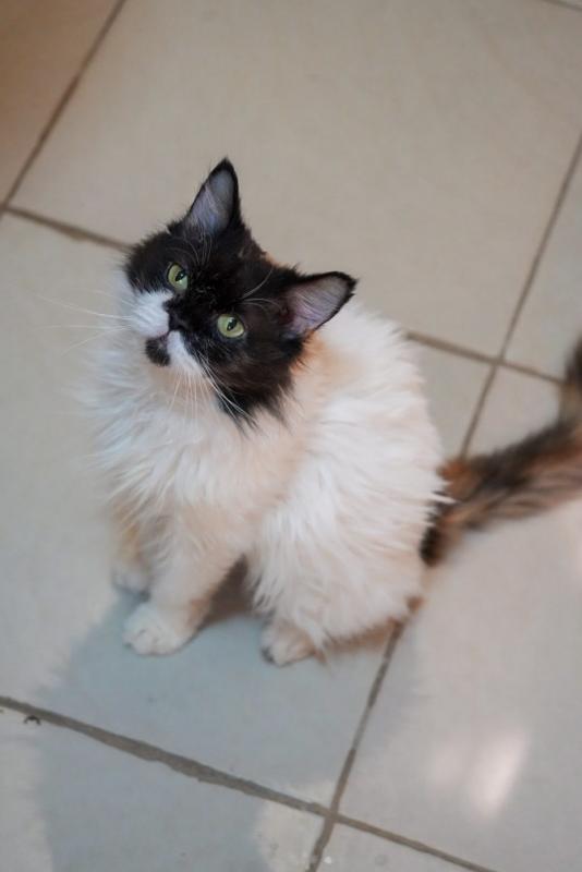 Paloma