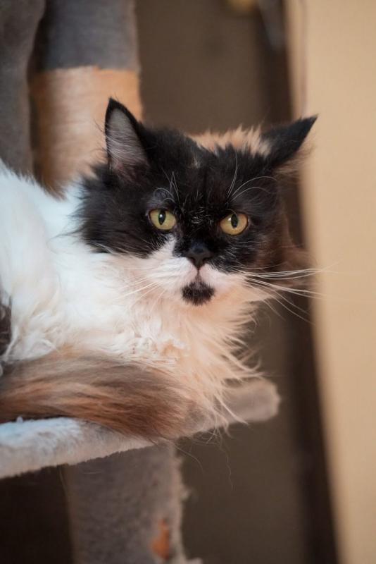 Paloma