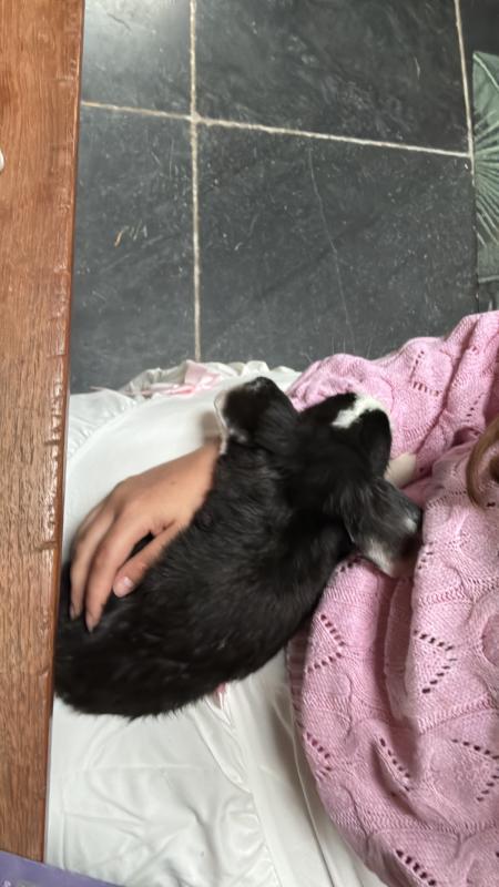 Dotje