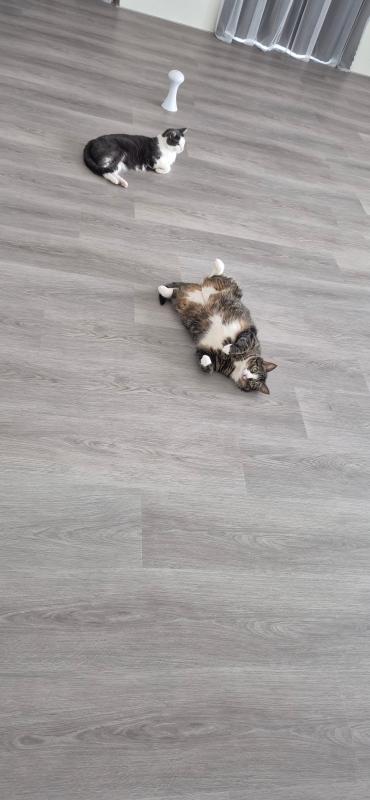 Meisje
