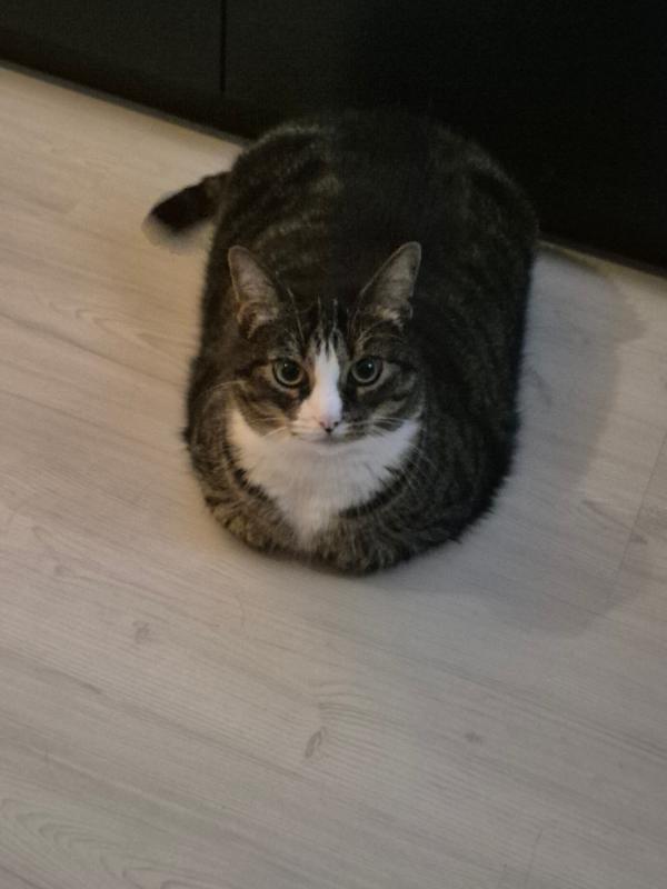 Meisje