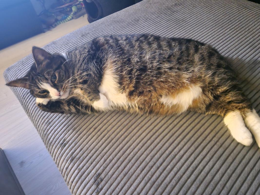 Meisje