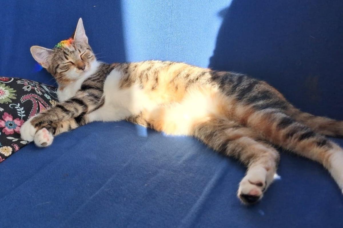 Liloe