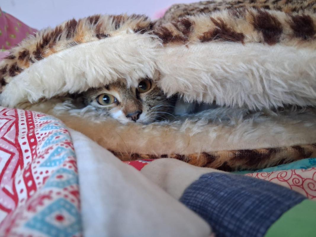Liloe