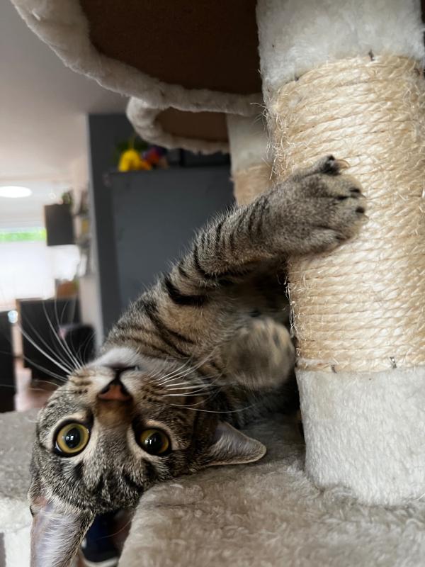 Koda