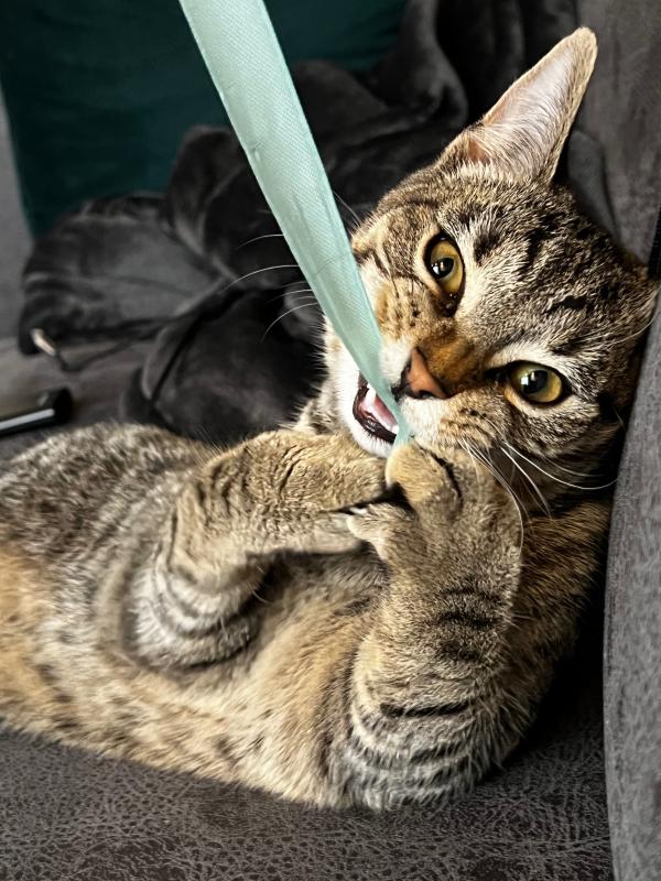 Koda