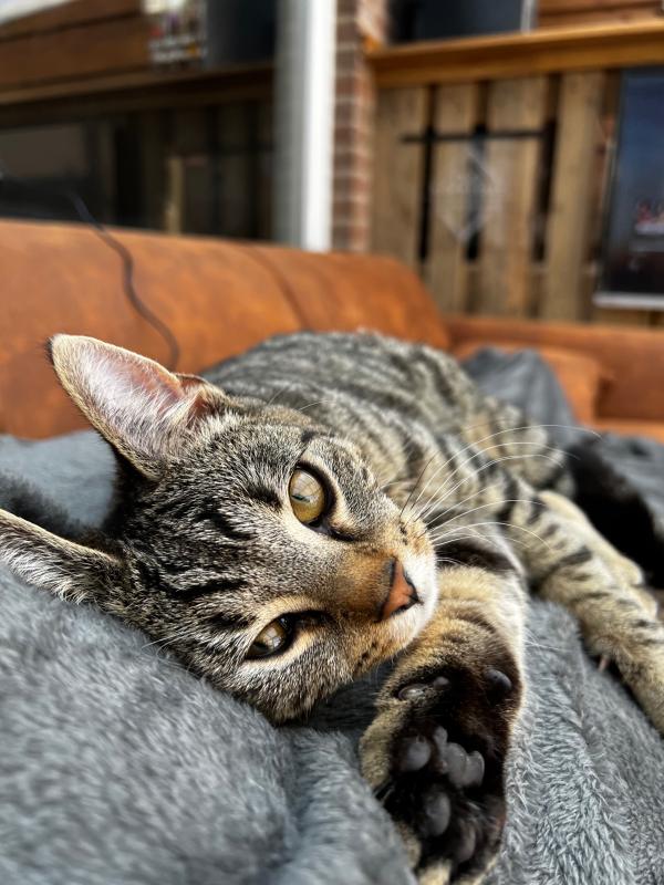 Koda