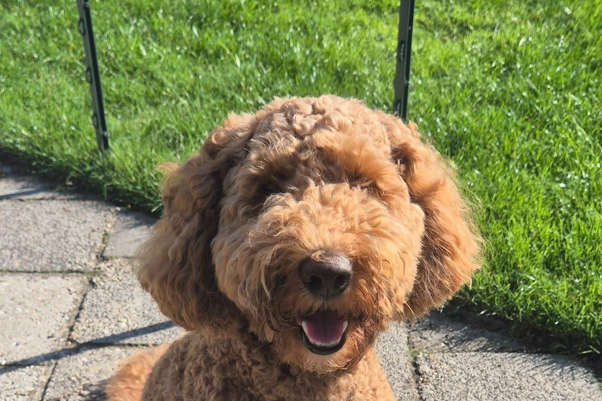 Mylo