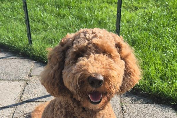 Mylo