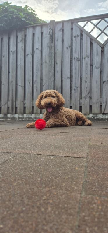 Mylo