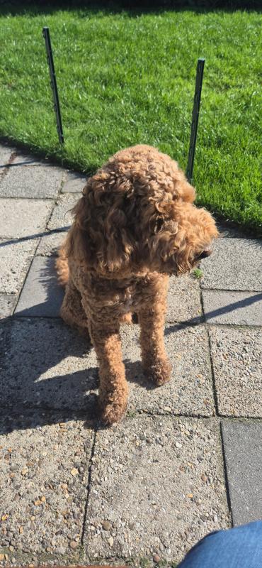 Mylo