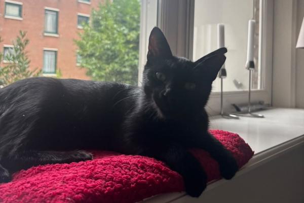 Niko