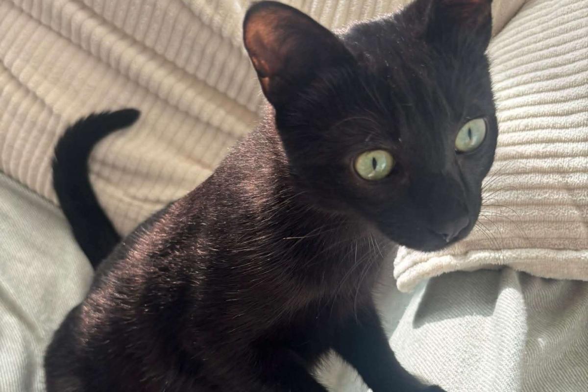 Niko