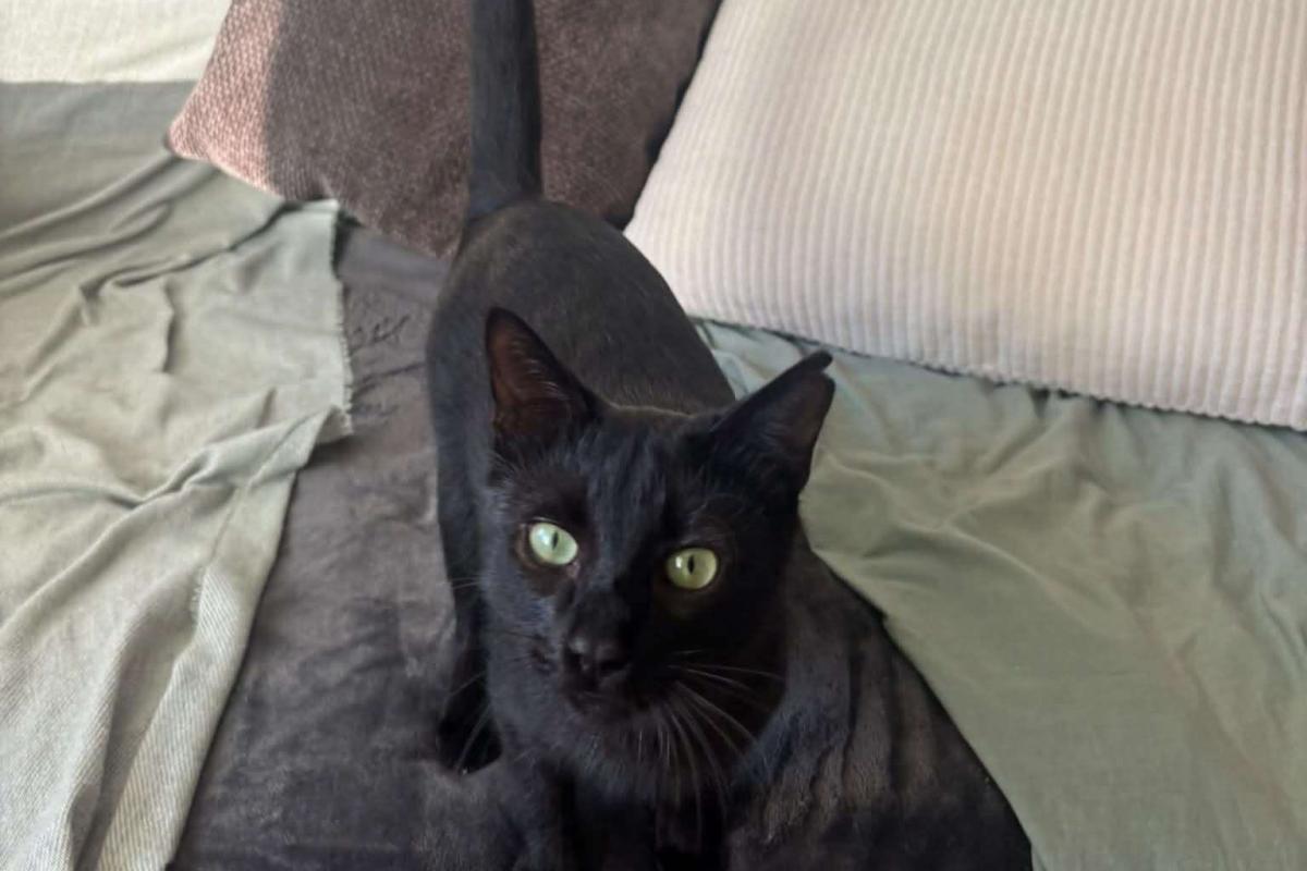 Niko