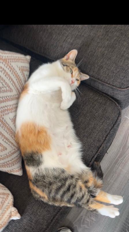 Milou